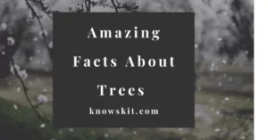 arbres, sauver les arbres, à propos des arbres, qu'est-ce qu'un arbre, arbres uniques, faits sur les plantes, faits sur les arbres, faits étonnants sur les arbres, faits amusants sur les arbres.