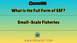 SSF 的全称是什么？