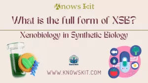XSB： 合成生物学中的异种生物学
