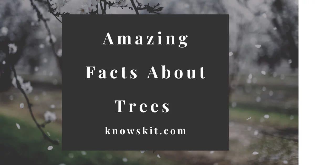 arbres, sauver les arbres, à propos des arbres, qu'est-ce qu'un arbre, arbres uniques, faits sur les plantes, faits sur les arbres, faits étonnants sur les arbres, faits amusants sur les arbres.