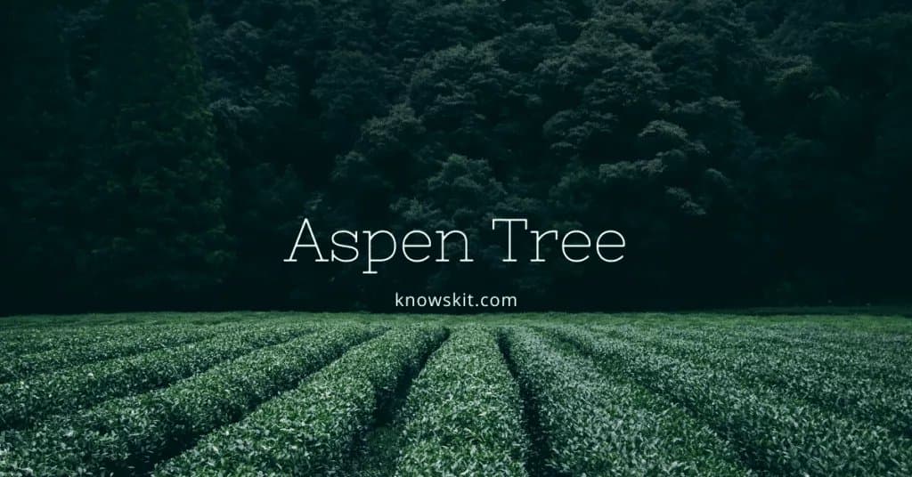 arbres, sauver les arbres, à propos des arbres, qu'est-ce qu'un arbre, peuplier, signification du peuplier, feuilles de peuplier, peuplier faux-tremble, faits sur le peuplier faux-tremble, service du peuplier faux-tremble, arbres uniques, faits sur les plantes, faits sur les arbres, faits étonnants sur les arbres, faits amusants sur les arbres.