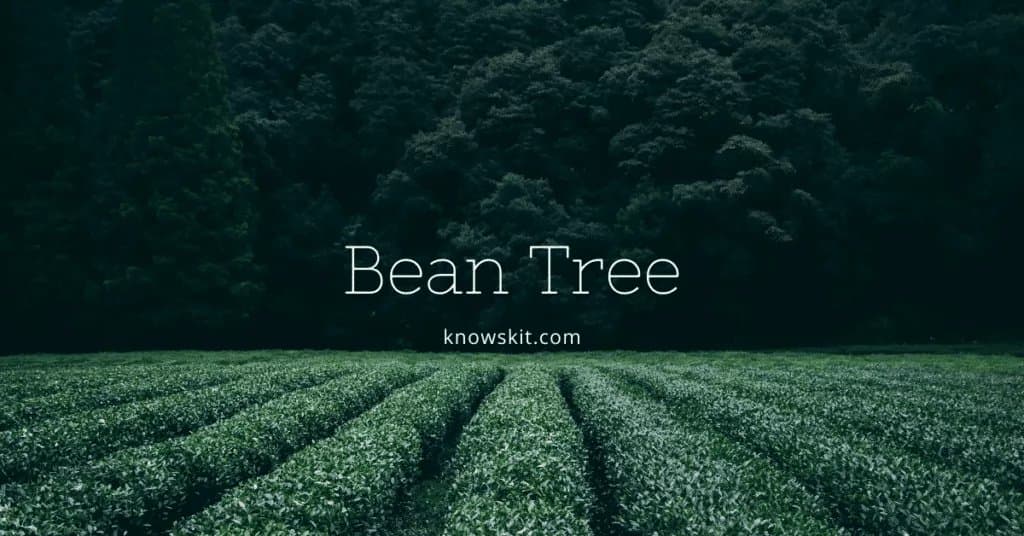 arbres, sauver les arbres, à propos des arbres, qu'est-ce qu'un arbre, arbre à haricots, arbre à haricots, arbres uniques, faits sur les plantes, faits sur les arbres, faits étonnants sur les arbres, faits amusants sur les arbres.