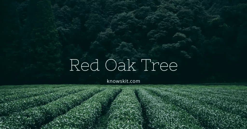 arbres, chêne rouge, sauver les arbres, à propos des arbres, qu'est-ce qu'un arbre, arbres uniques, faits sur les plantes, faits sur les arbres, faits étonnants sur les arbres, faits amusants sur les arbres.