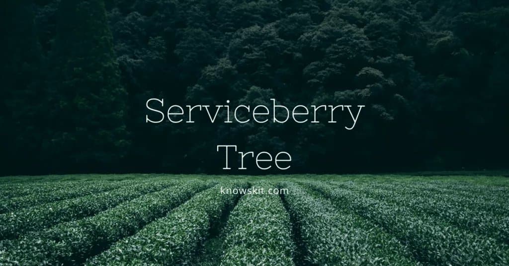 arbres, sauver les arbres, amélanchier, à propos des arbres, qu'est-ce qu'un arbre, arbres uniques, faits sur les plantes, faits sur les arbres, faits étonnants sur les arbres, faits amusants sur les arbres.