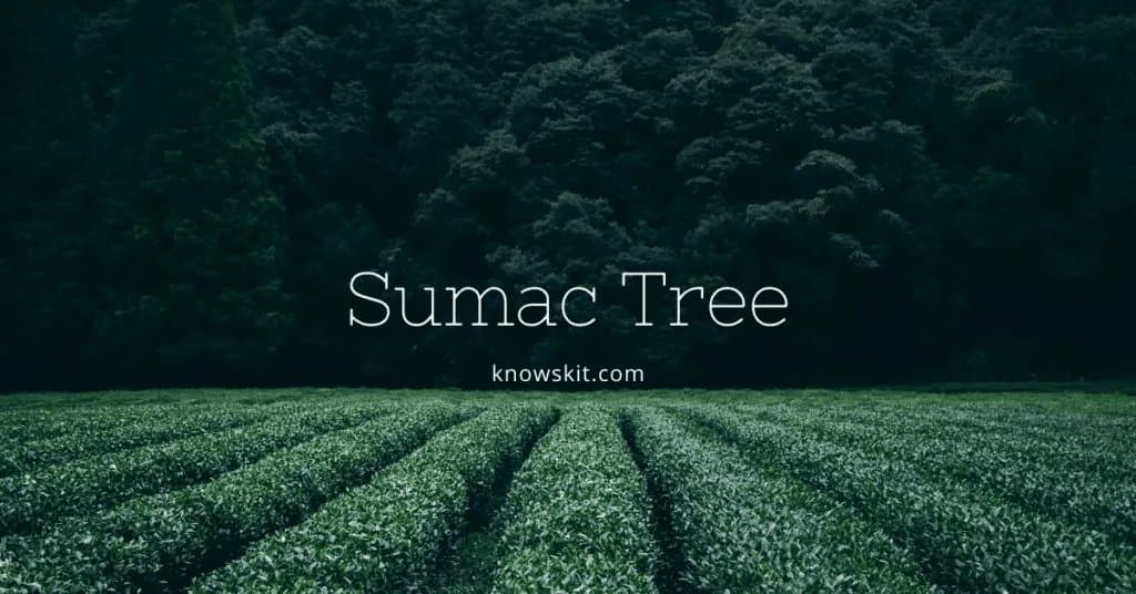 arbres, sumac, signification du sumac, sumac vénéneux, sauver les arbres, à propos des arbres, qu'est-ce qu'un arbre, arbres uniques, faits sur les plantes, faits sur les arbres, faits étonnants sur les arbres, faits amusants sur les arbres.