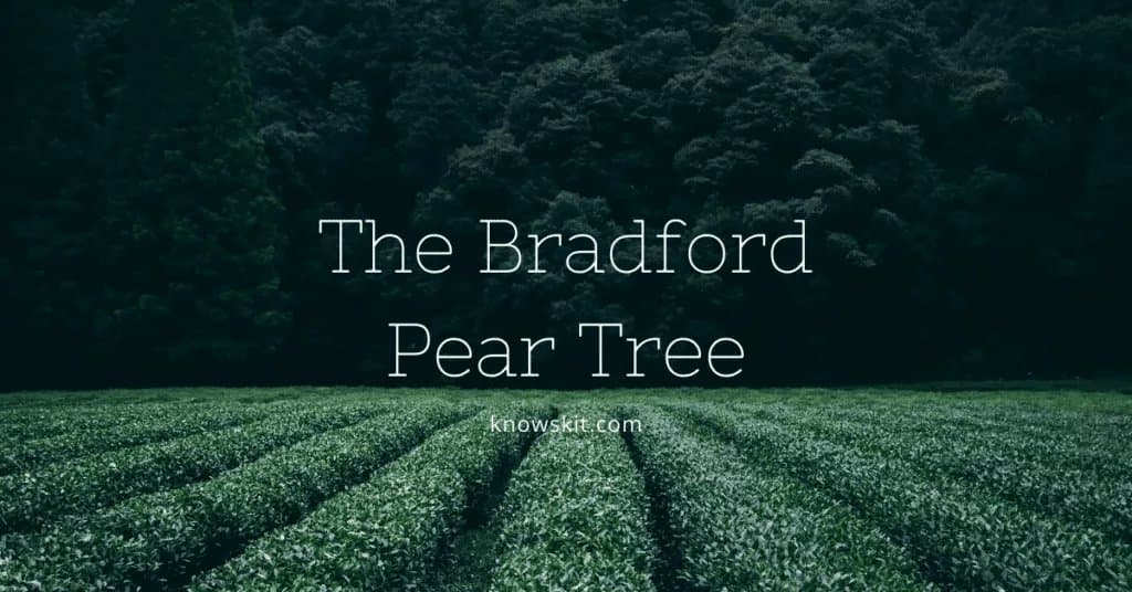 arbres, poirier de bradford, sauver les arbres, à propos des arbres, qu'est-ce qu'un arbre, arbres uniques, faits sur les plantes, faits sur les arbres, faits étonnants sur les arbres, faits amusants sur les arbres.
