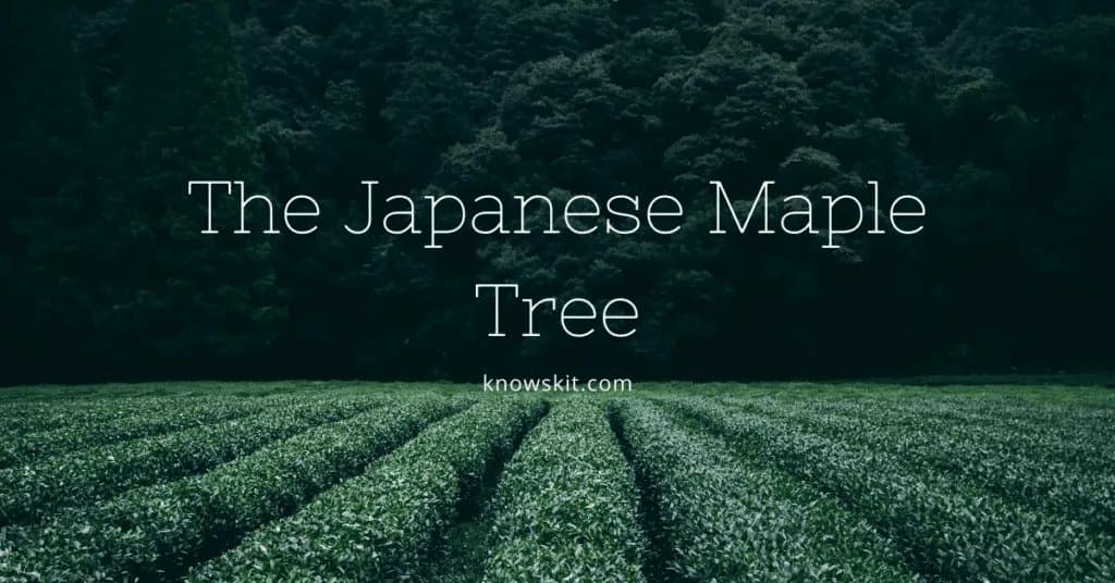érable du Japon, érable du Japon, bonsaï érable du Japon, bonsaï érable rouge du Japon, érable rouge du Japon, bonsaï érable du Japon, feuille d'érable du Japon, érable rouge du Japon, érable nain du Japon, variétés d'érable du Japon, feuilles d'érable du Japon, graines d'érable du Japon, érable du Japon à écorce corail, érable rouge du Japon, érable du Japon à vendre, érable du Japon vert, érable du Japon sanguin