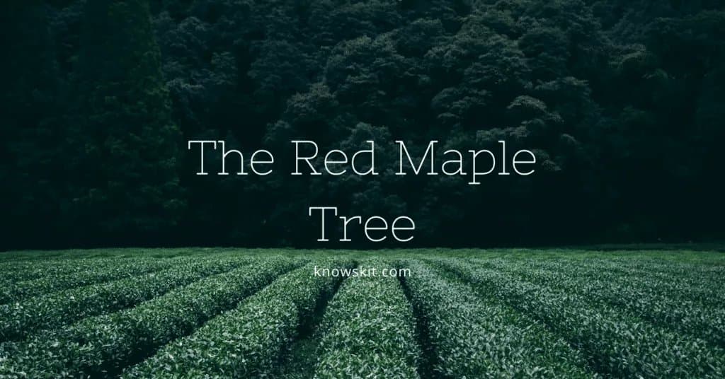 arbres, érable rouge, informations sur l'érable rouge, bonsaïs d'érable rouge, feuilles d'érable rouge, érable rouge japonais, faits sur l'érable rouge, feuilles d'érable rouge, sauver les arbres, à propos des arbres, qu'est-ce qu'un arbre, arbres uniques, faits sur les plantes, faits sur les arbres, faits étonnants sur les arbres, faits amusants sur les arbres.