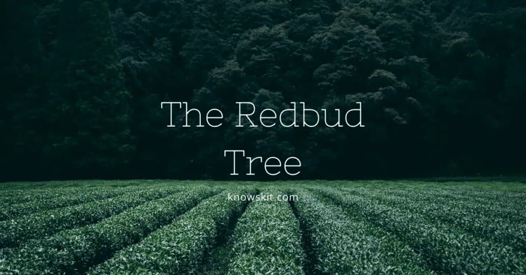 arbres, sauver les arbres, à propos des arbres, qu'est ce qu'un arbre, le redbud, feuilles de redbud, redbud de l'est, redbud chinois, soins du redbud, arbres uniques, faits sur les plantes, faits sur les arbres, faits étonnants sur les arbres, faits amusants sur les arbres.