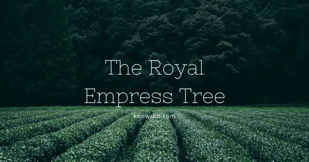 arbres, arbre de l'impératrice royale, arbre de l'impératrice royale en Inde, sauver les arbres, à propos des arbres, qu'est-ce qu'un arbre, arbres uniques, faits sur les plantes, faits sur les arbres, faits étonnants sur les arbres, faits amusants sur les arbres.