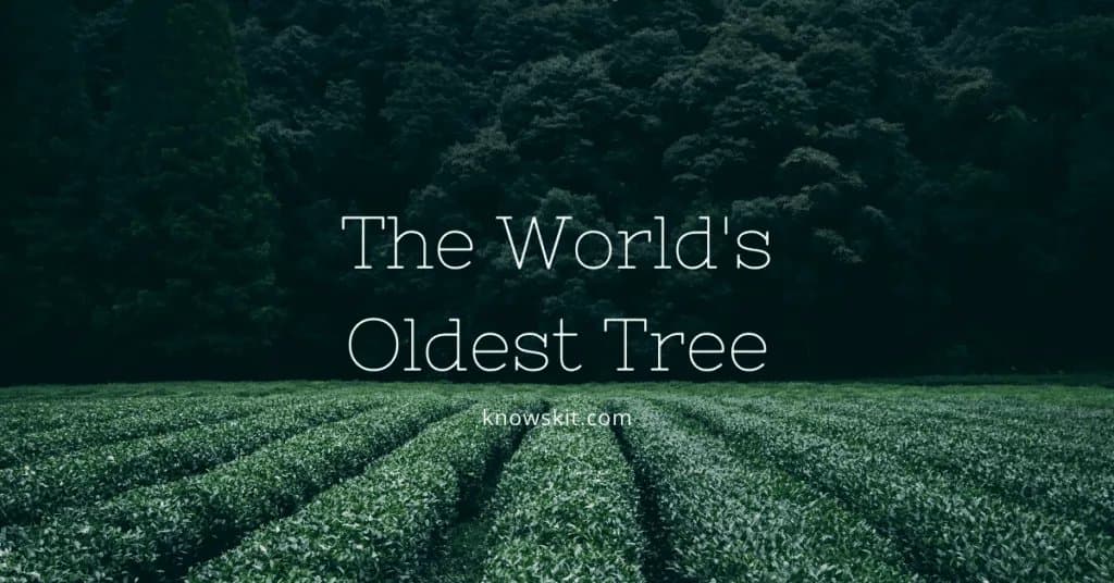 arbres, sauver les arbres, à propos des arbres, qu'est-ce qu'un arbre, arbres uniques, faits sur les plantes, faits sur les arbres, faits étonnants sur les arbres, faits amusants sur les arbres.l'arbre le plus vieux du monde, l'arbre le plus vieux du monde.