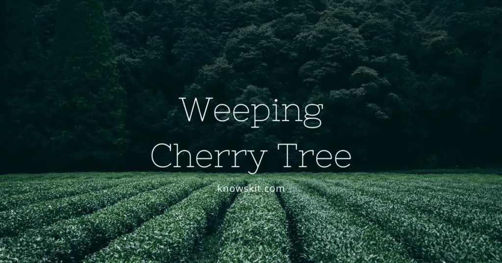 arbres, sauver les arbres, à propos des arbres, qu'est-ce qu'un arbre, cerisier pleureur, cerisier pleureur bonsaï, cerisier pleureur rose arbres uniques, faits sur les plantes, faits sur les arbres, faits étonnants sur les arbres, faits amusants sur les arbres.